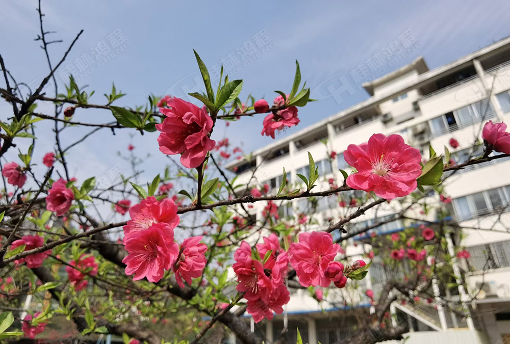 桂林鴻程花團(tuán)錦簇，滿園春色，邀您一起共賞春景，共商大計(jì)！